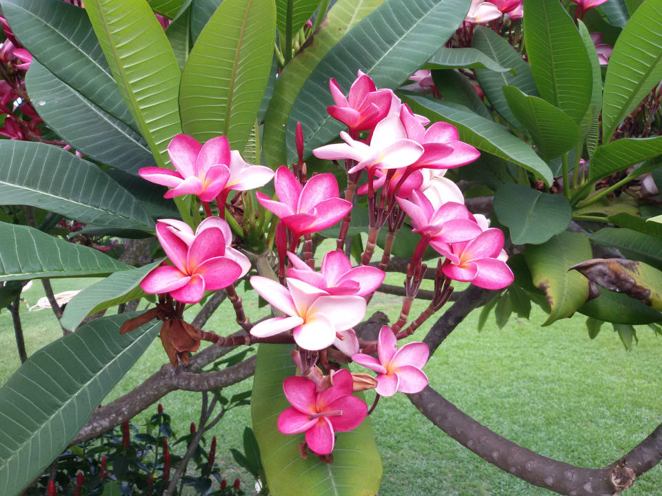 Gartenanlage Best Western Premier Bangtao Beach Resort & Spa