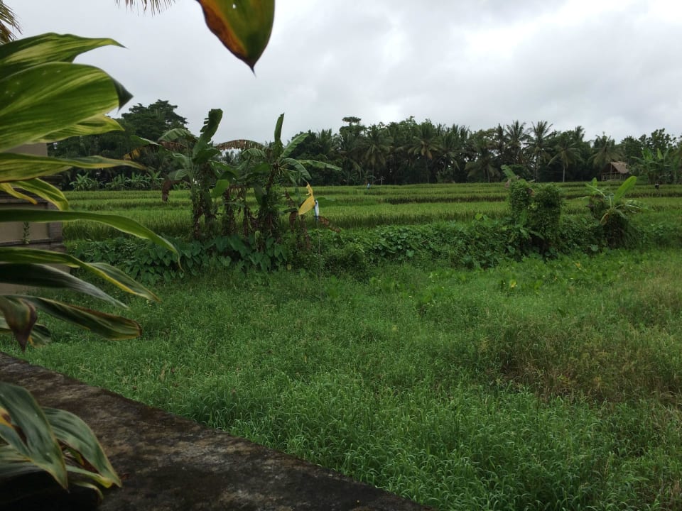 Blick von der Villa The Ubud Village Resort & Spa
