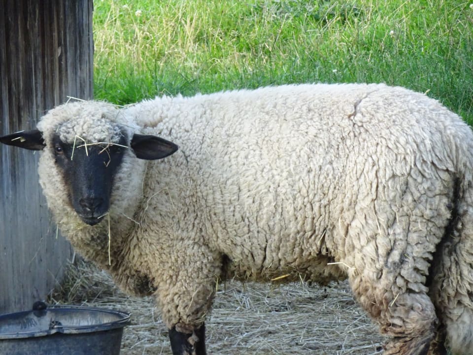 Sonstiges Wellness Ferienhof Lang