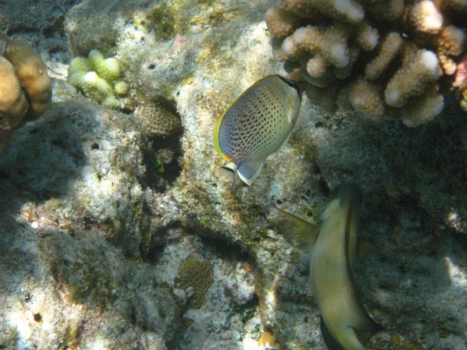 Unterwasserwelt am Hausriff NH Collection Maldives Reethi Resort