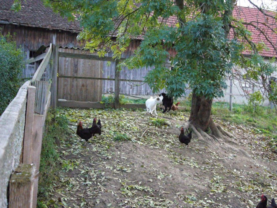 Hühner und Ziegen Gästehaus Kirchenbauerhof
