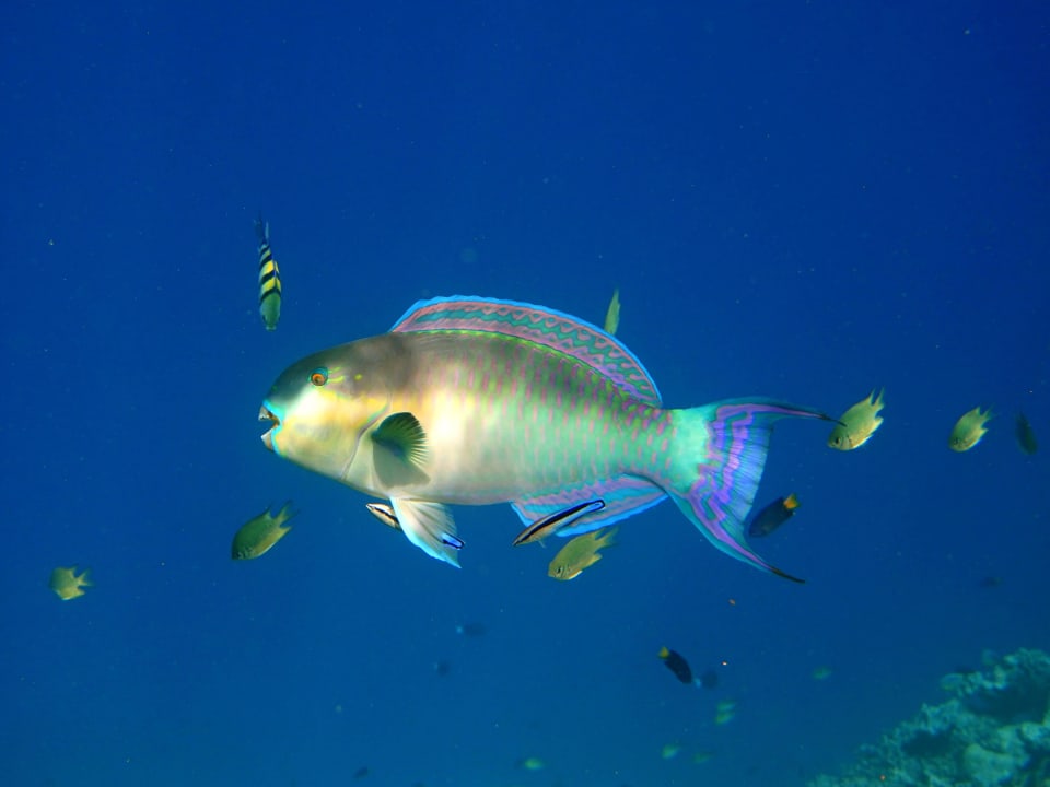 Schnorcheln ananea Diamonds Athuruga