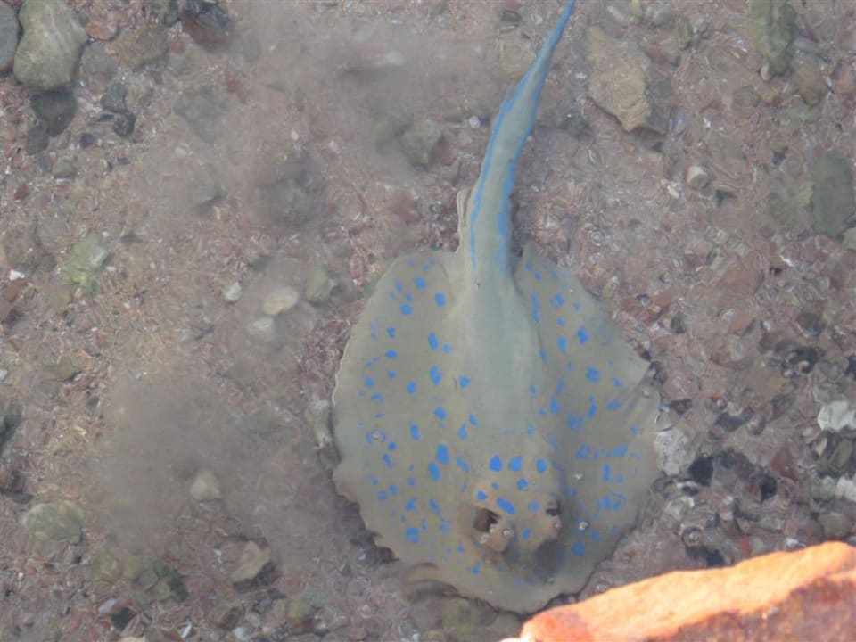 Toller Fisch Jaz Dar EL Madina