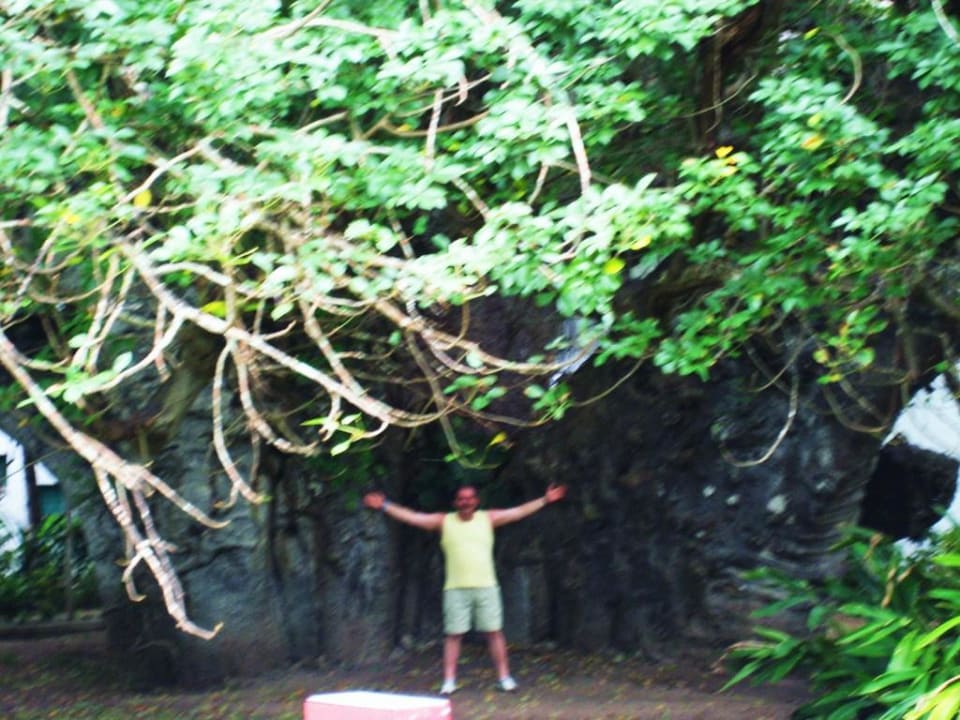 Tausendjähriger Baobab Hotel Papillon Lagoon Reef