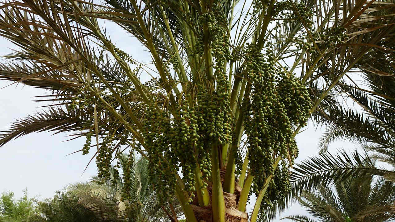 Garten Utopia Beach Club