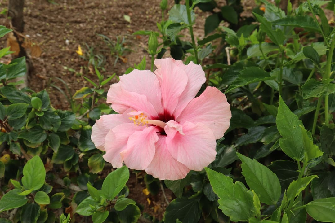 Gartenanlage Stella Beach Resort & Spa Makadi Bay