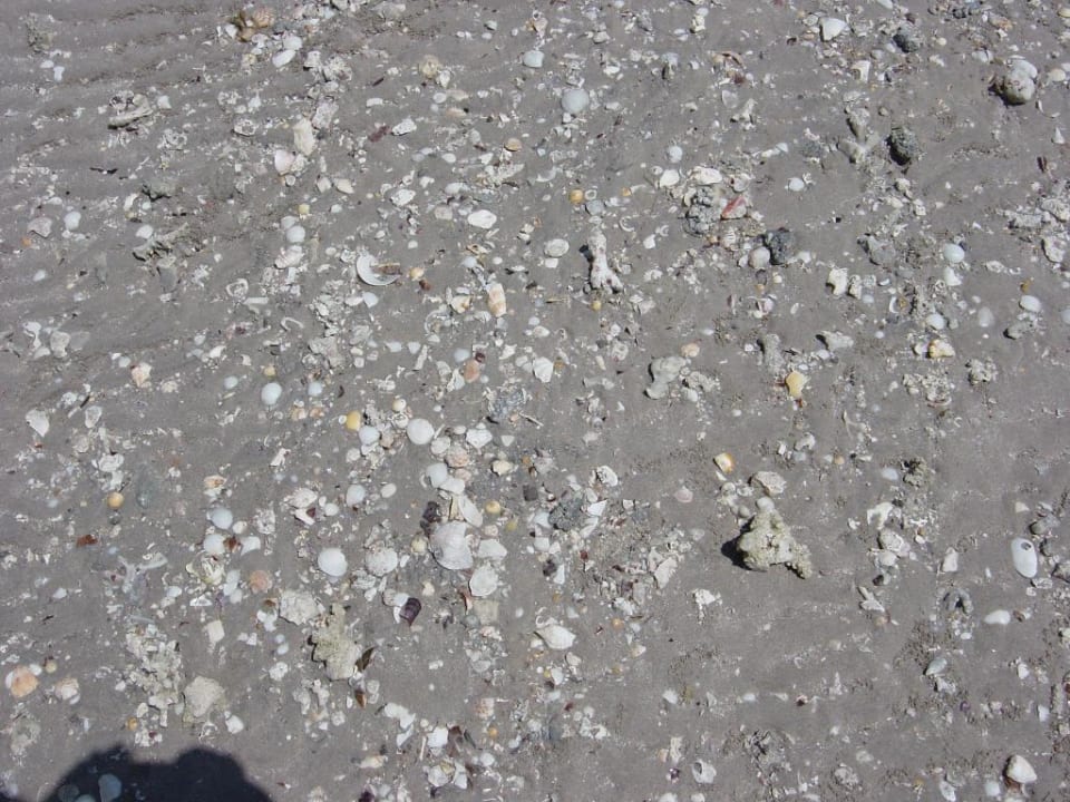 Muscheln Pickalbatros Dana Beach Resort - Hurghada