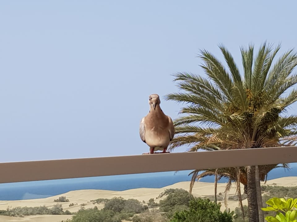 Ausblick Hotel Riu Palace Maspalomas Adults Only