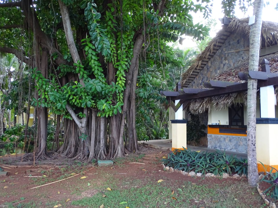 Eines der Restaurants Wyndham Alltra Samana