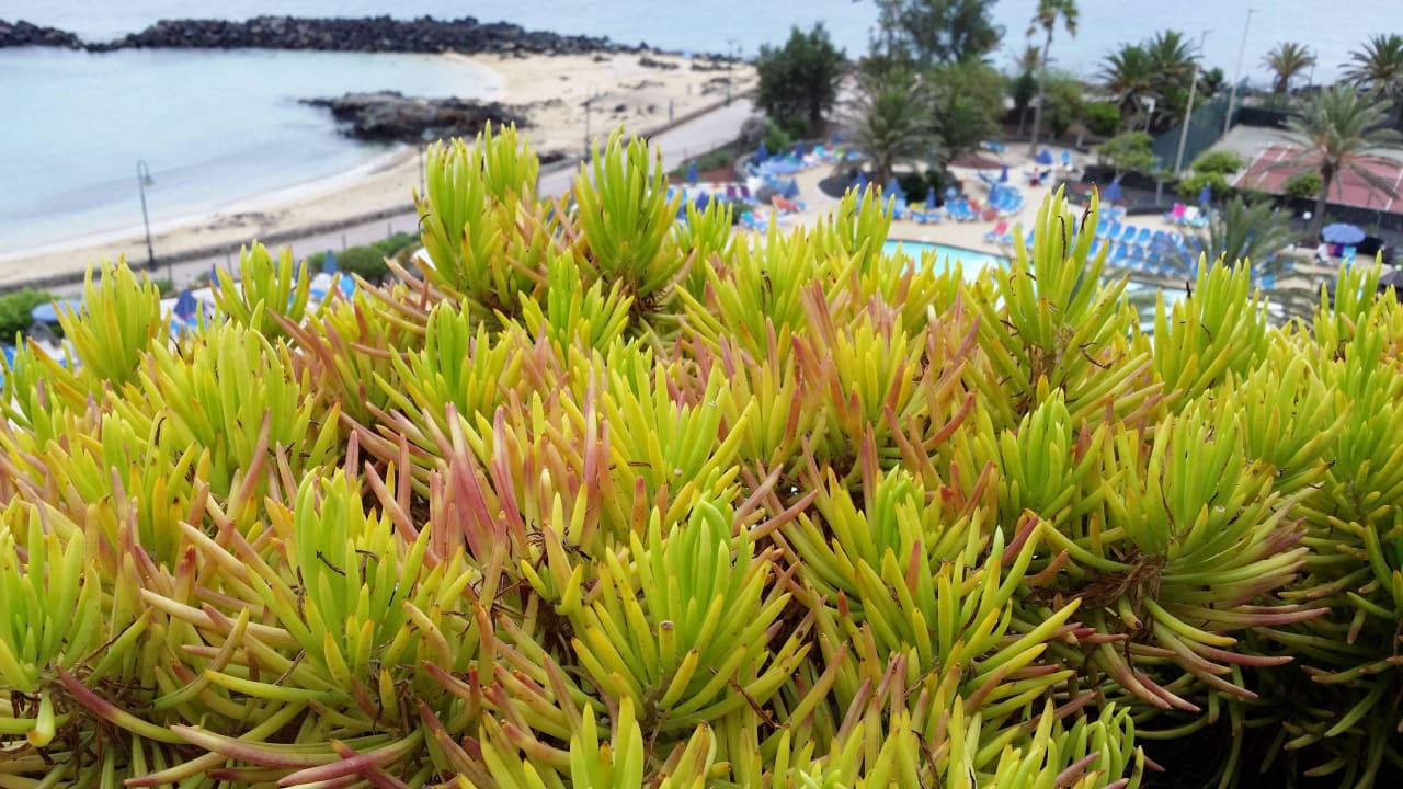 Bepflanzter Kübel auf dem Balkon Hotel Grand Teguise Playa