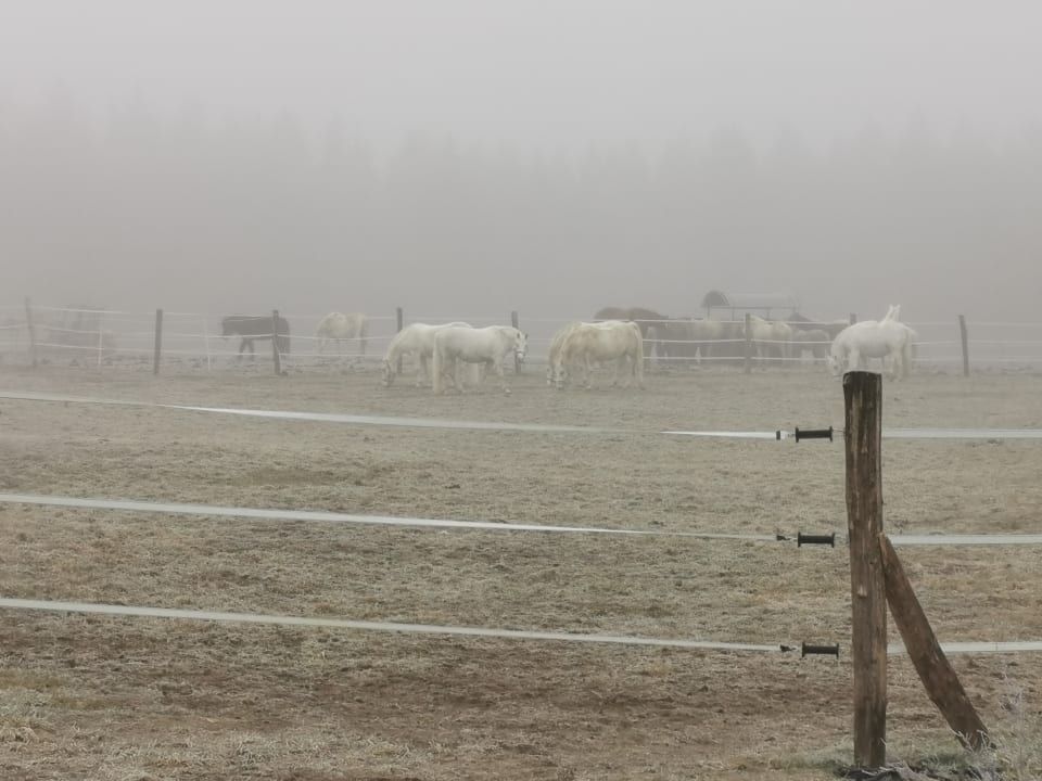 Sport & Freizeit Hotel Reiters Supreme