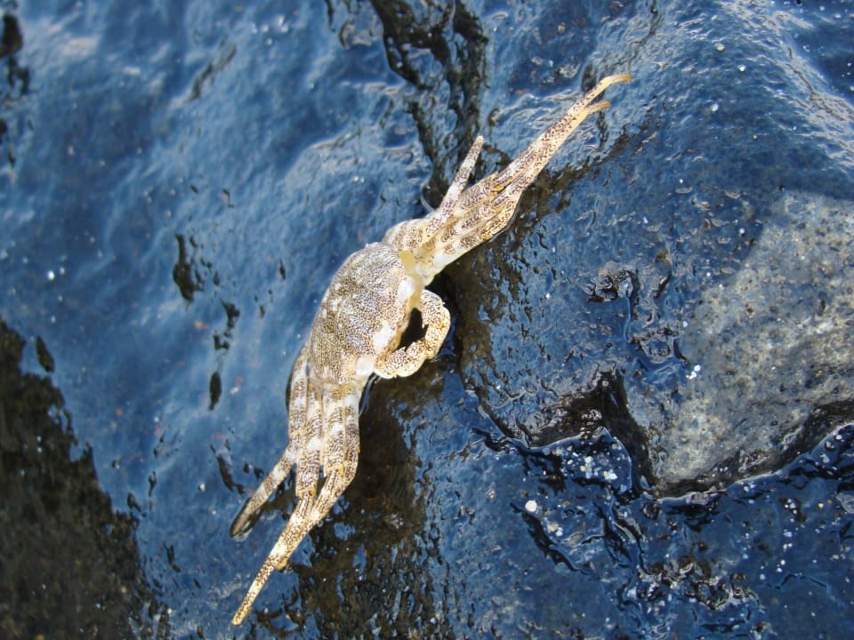 Krabik SBH Costa Calma Beach Resort