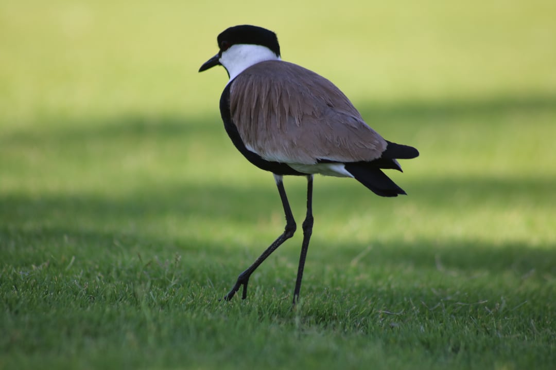 Gartenanlage Steigenberger Coraya Beach - Adults only