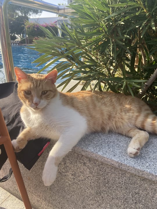 Pool Acanthus Cennet Barut Collection