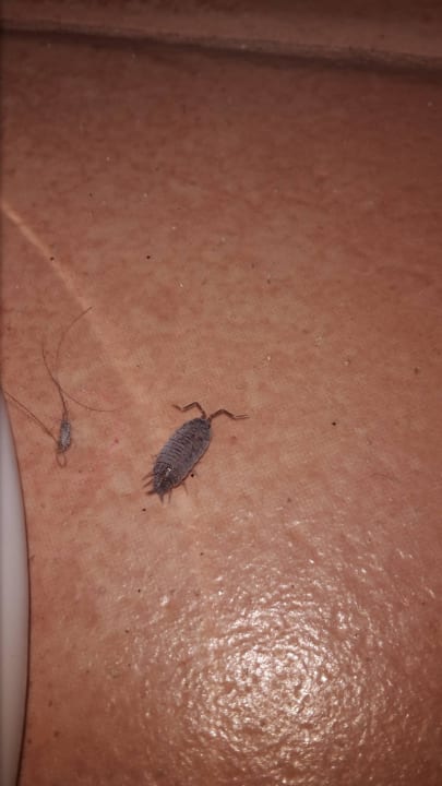 Bettwanzen Hotel Riu Touareg