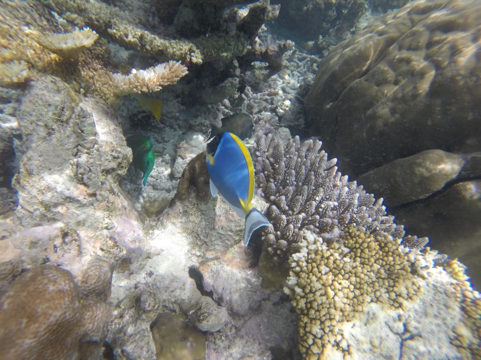 Beim Schnorcheln Komandoo Island Resort & Spa - Adults only