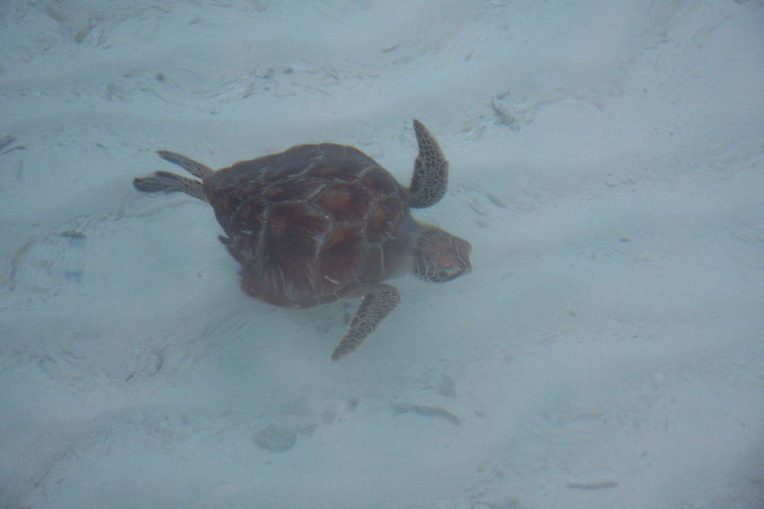 Schildkröte Fihalhohi Maldives