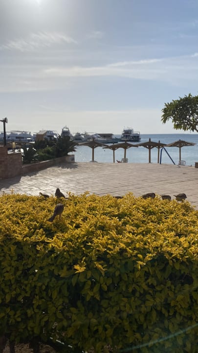 Außenansicht Marriott Hurghada Beach Resort