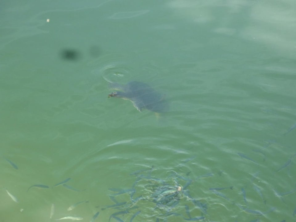 Schildkröten füttern auf dem Weg zum Strand Side Royal Paradise Hotel