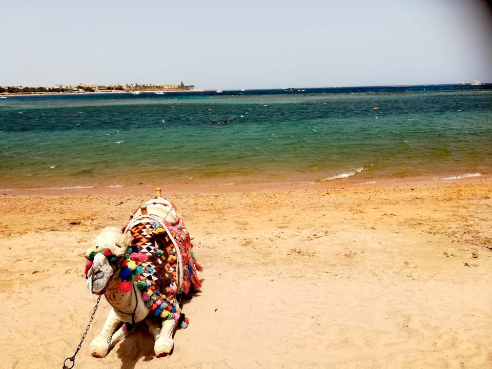 Strand Jaz Makadi Oasis Resort