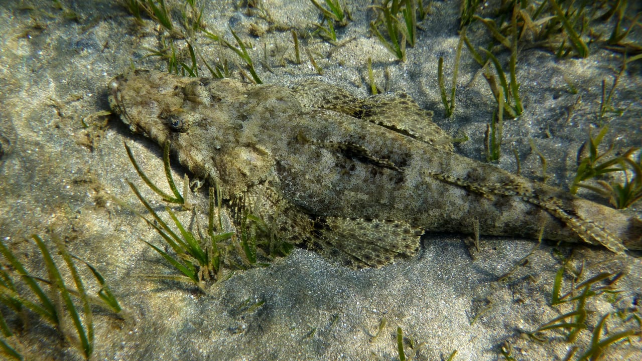 Sport & Freizeit Shams Alam Beach Resort