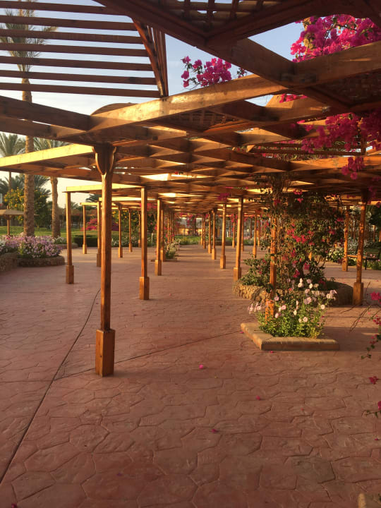 Sonstiges Desert Rose