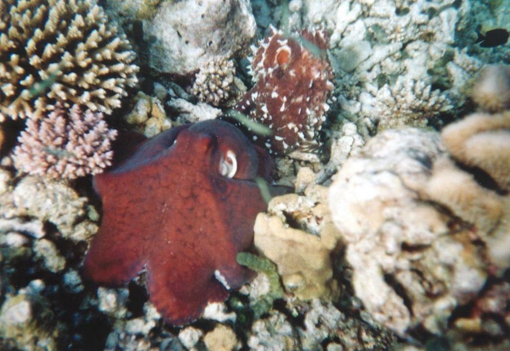 Ein Liebespaar am Hausriff Eri Maldives
