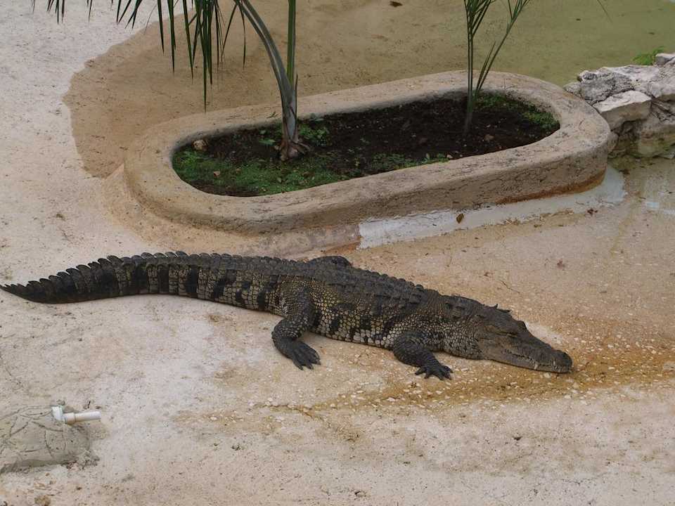 Krokodile die immer schliefen Grand Palladium Select White Sand Resort & Spa