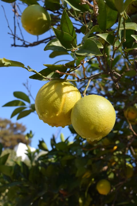 Gartenanlage Armas Gül Beach
