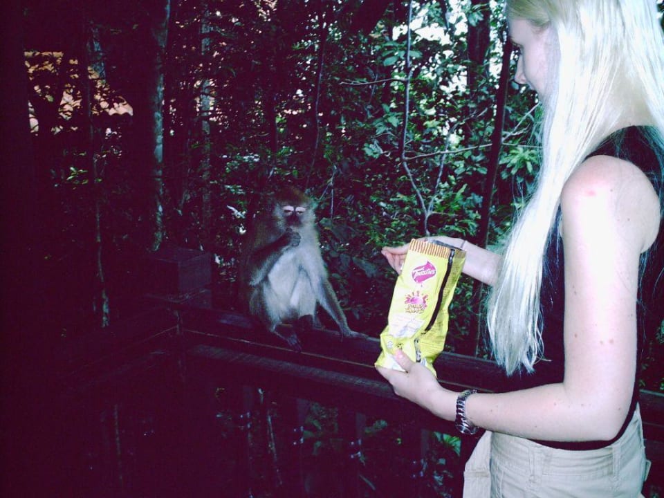 Kleine Besucher Berjaya Langkawi Resort