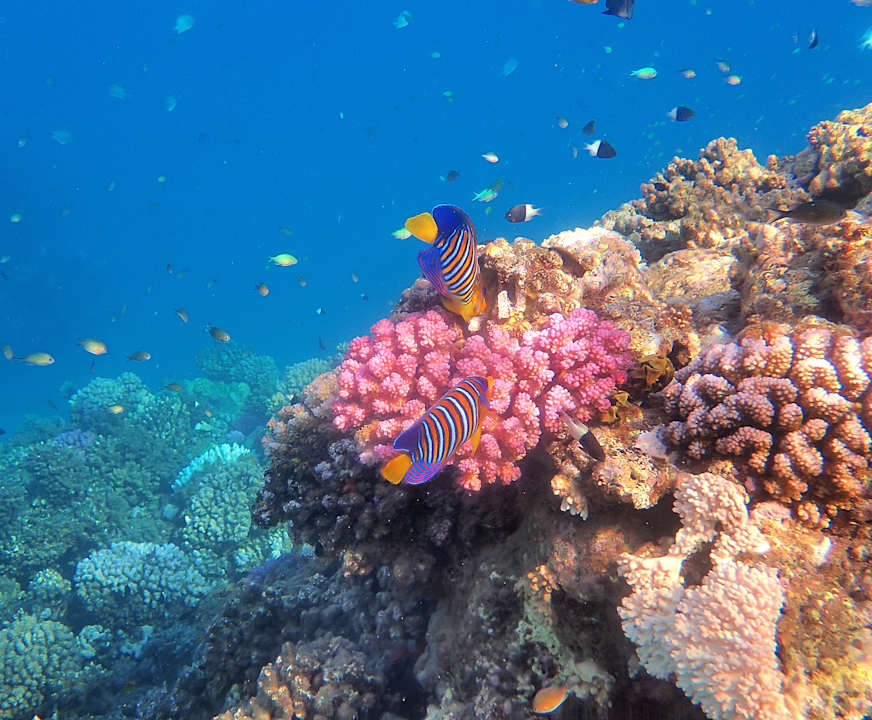 Sonstiges Shams Alam Beach Resort