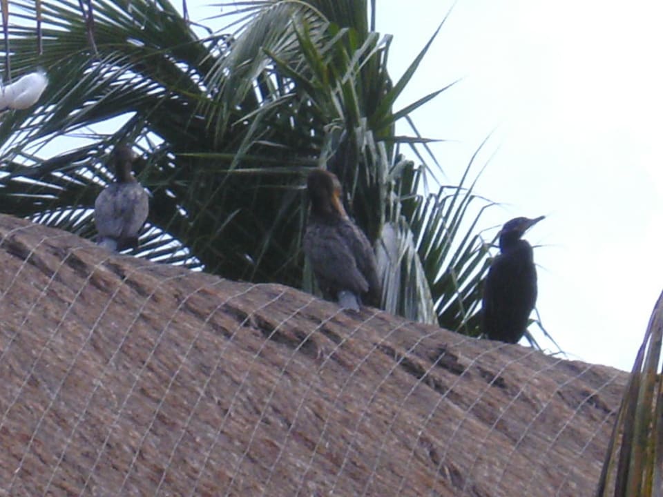 Vögel auf dem Dach kommen gleich Zucker klauen Iberostar Waves Paraiso del Mar