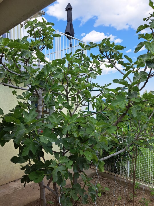 Gartenanlage Apartment - Zimmer Schober