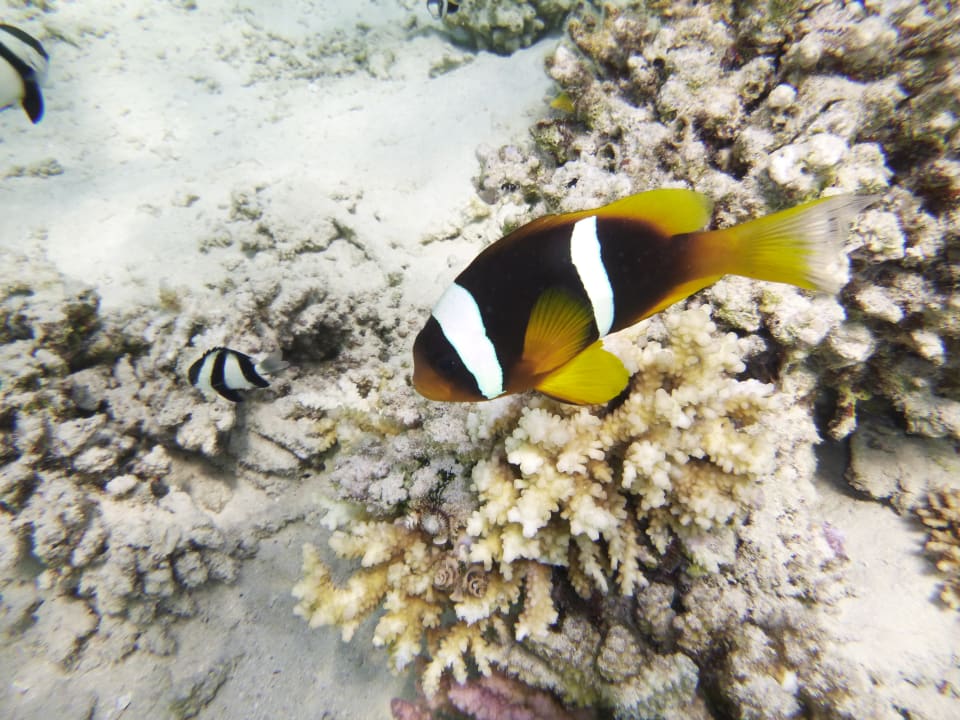 Strand Akassia Swiss Resort