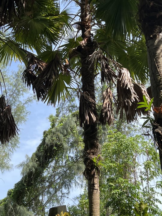 Gartenanlage Maikhao Palm Beach Resort