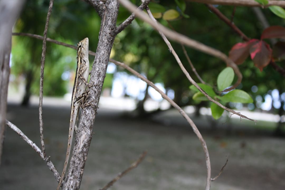 Tierwelt Meeru Maldives Resort Island