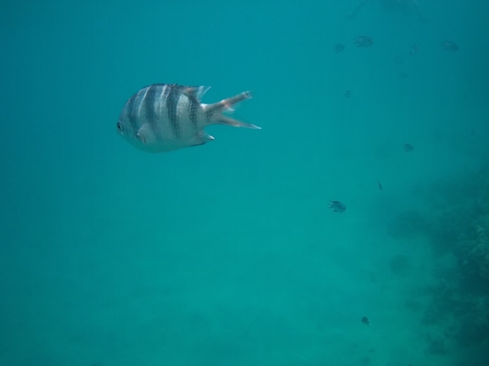 Sport & Freizeit Steigenberger Coraya Beach - Adults only