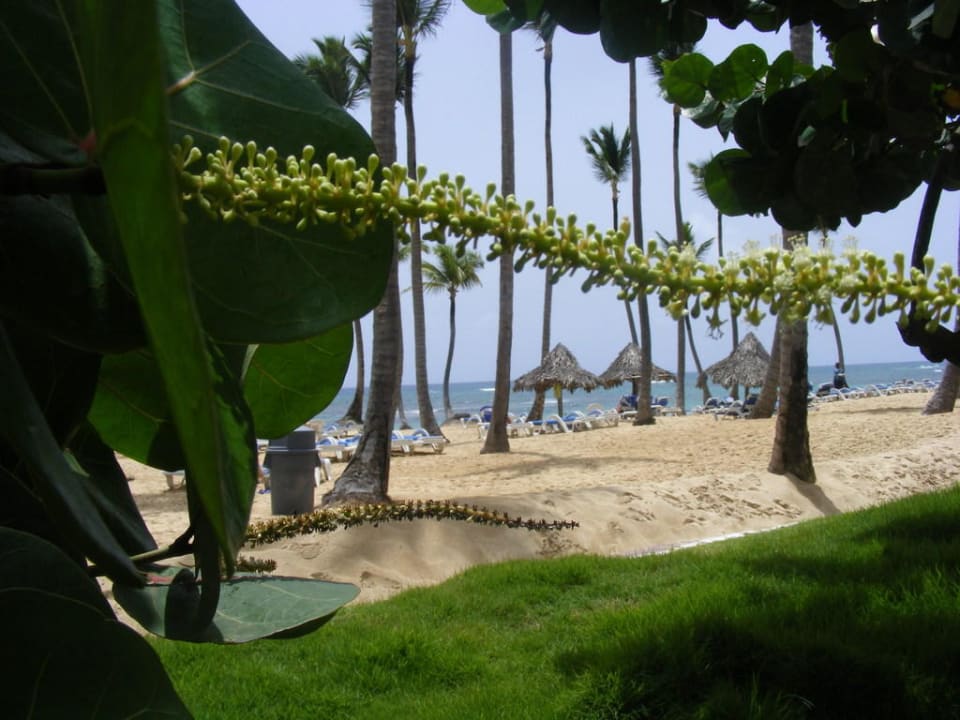 Blick vom Poolbereich zum Strand Grand Sirenis Punta Cana Resort & Aquagames
