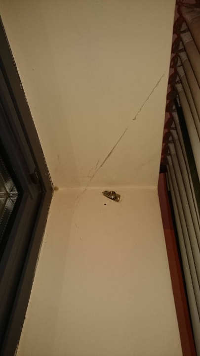 Spinnweben am Fenster Maldron Hotel Derry