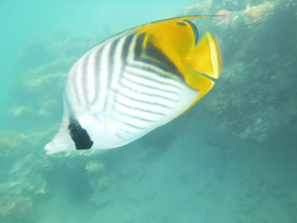 Strand Jaz Makadi Oasis Resort