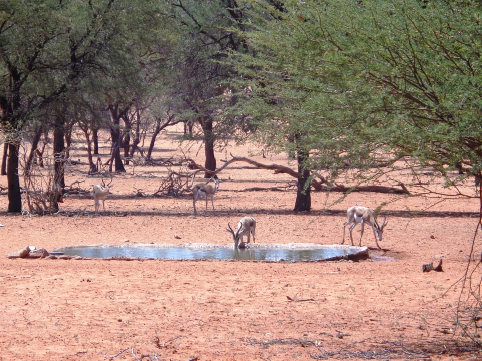 Sonstiges Intu Afrika - Zebra Kalahari Lodge