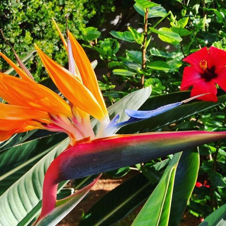 Gartenanlage Lyttos Beach Hotel