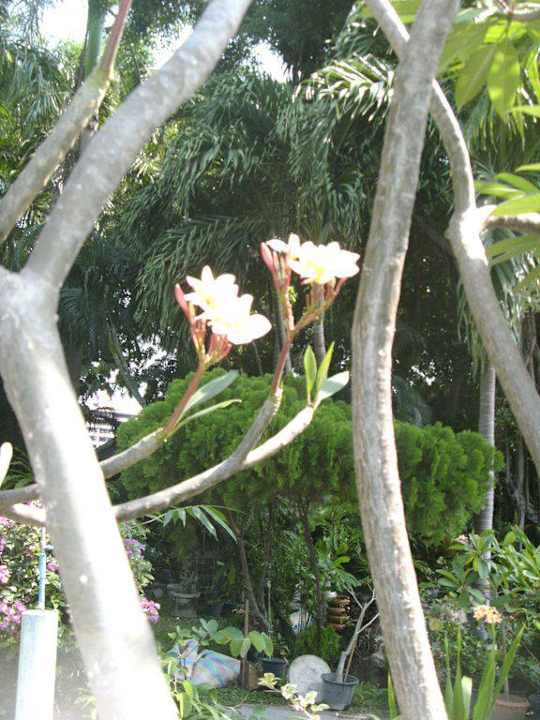 Fleurs du jardin Hotel The Cottage