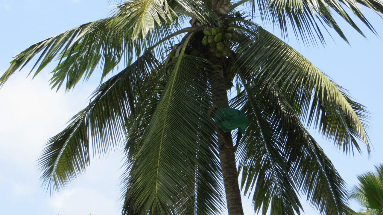 Ein Gärtner erntet Kokosnüsse Hotel Southern Palms Beach Resort