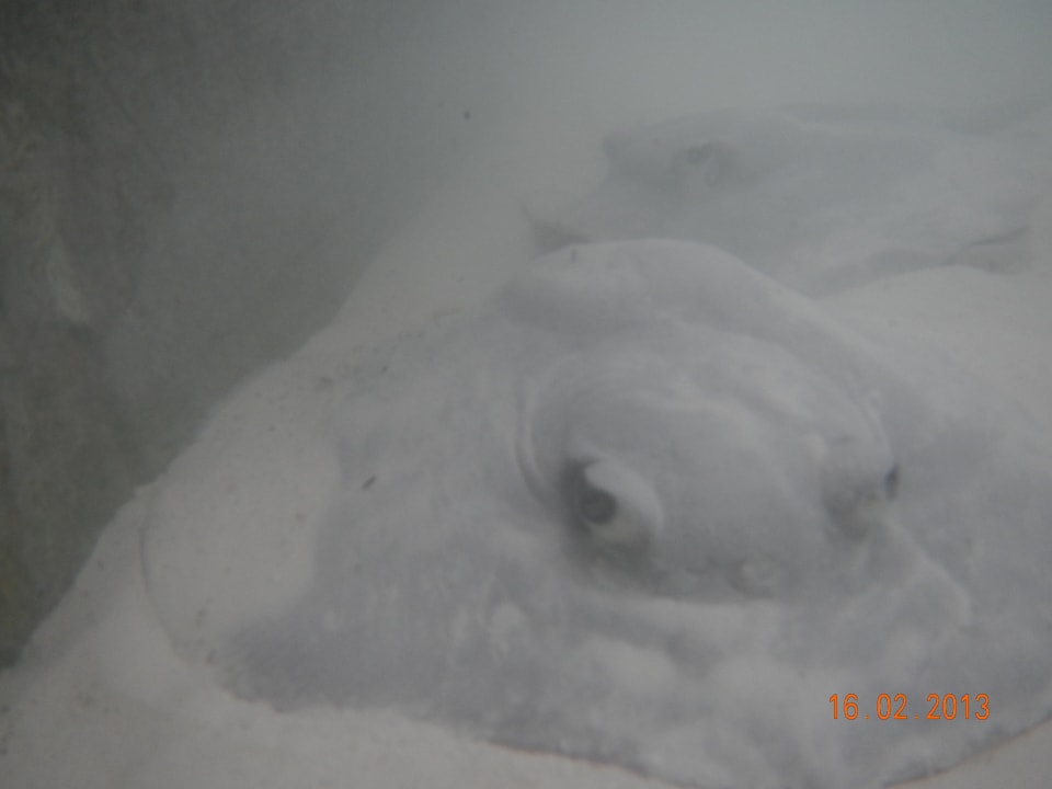 Baby Rochen Meeru Maldives Resort Island