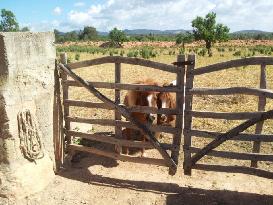 Ponys Hotel Son Sala