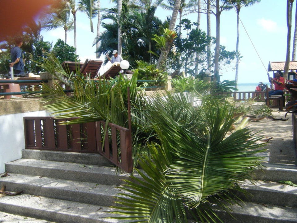 Aufräumarbeiten Kokusnusspalmen  Pinnacle Samui Resort