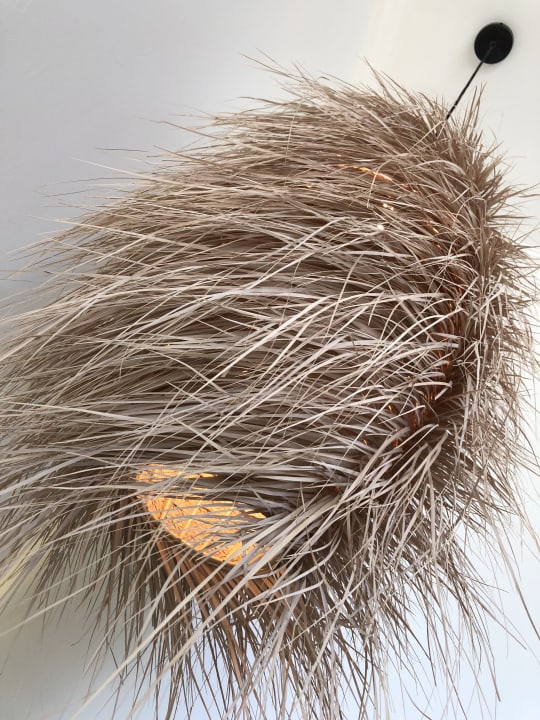 Zimmer Dreams Jardín Tropical