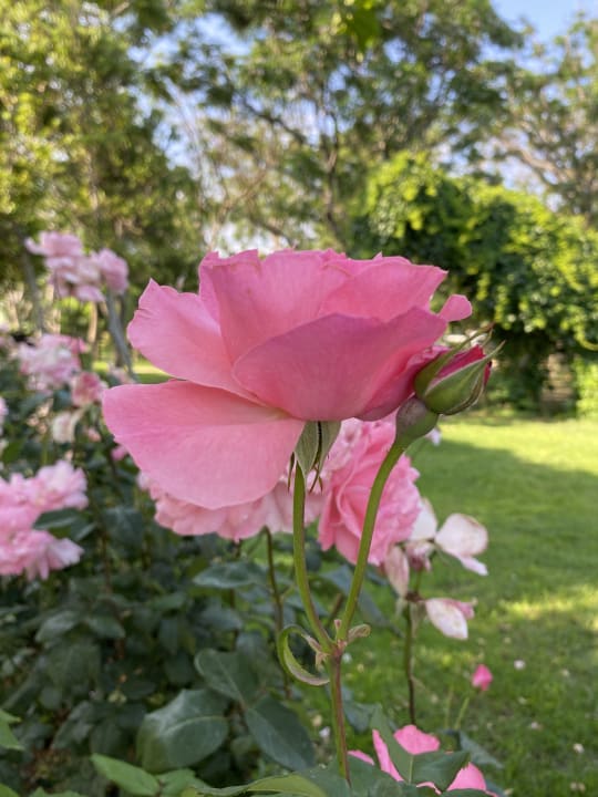 Gartenanlage Belconti Resort Hotel