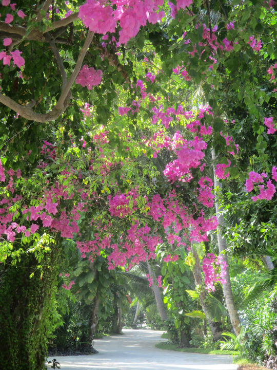 Gartenanlage Kuramathi Maldives